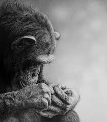 Please pause the how to draw a chimpanzee video after each step to draw at your own pace. Fascination Chimpanzee Print Wildlife Fine Art Drawings