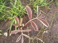 Image result for Lannea edulis