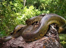 Green Anaconda Amazon Rainforest Animals Green Anaconda Rainforest Animals