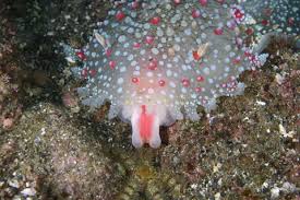 ハナデンシャの捕食シーン Kalinga ornata 明鐘 - 美しい海が永遠でありますように