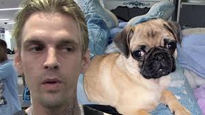 Created by lipa community for 10 years. Aaron Carter Denies Dog Abuse Allegations Rescue Offers 10k For Pug