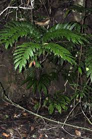 Image result for Marattiaceae