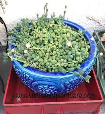 String of pearls succulents make perfect ornamental plants as they are easy to grow, care for, and propagate. String Of Pearls Plant Senecio Rowleyanus Care And Propagation Succulent Plant Care
