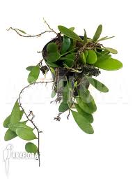 Image result for Pyrrosia