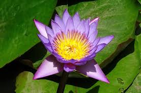 Image result for Nymphaea maculata