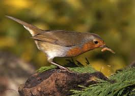 Birds That Start With Red Robin Taken In The Garden Roodborst Roodborstjes Roodborstje