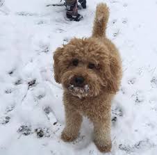 It's important to note that a goldendoodle of any generation can present any of these coats. Gallery