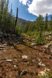 Image result for Harungana montana