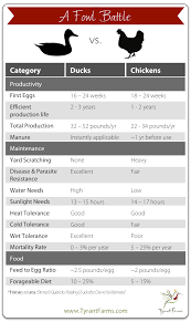 A Fowl Battle Ducks Vs Chickens Tyrant Farms