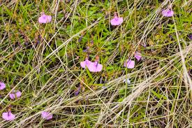 Image result for Hermannia grandistipula