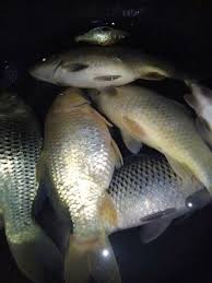 Dengan memberi makan ikan, anda sebenarnya secara tak sengaja turut mencemari air di akuarium anda. Ikan Bawal Banyak Yang Mati Tapi Masih Bisa Di Manfaatkan Steemit