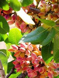 The blue ash and black ash trees are considered rare. 39 Growing Pistachio Ideas Pistachio Tree Pistachio Trees To Plant