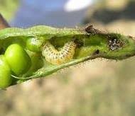 Plantwise Knowledge Bank