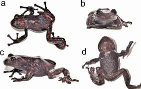 Image result for Pristimantis atillo