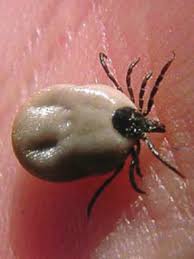 Orkin is one of the oldest pest control providers in the u.s., offering innovative services throughout nearly every state. Https Www Euro Who Int Data Assets Pdf File 0011 98426 E91435 Pdf