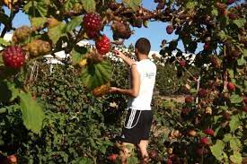 Les horaire retrouvez toutes les offres d'emploi pour saisonnier et postulez tout de suit la cueillette. Plus De 50 Jobs A Pourvoir Pour La Cueillette Des Framboises La Gazette Du Centre Morbihan