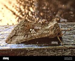 Image result for Syngrapha interrogationis