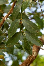 Image result for Zanthoxylum chalybeum