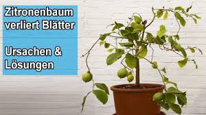 Und es lohnt sich, denn mit hübschen zitronenbäumchen verleihen sie ihrer wohnung oder ihrem garten rasch ein mediterranes flair. Zitronenbaum Verliert Blatter Was Tun Ursachen Losungen Massnahmen Zitruspflanze Blattverlust Youtube