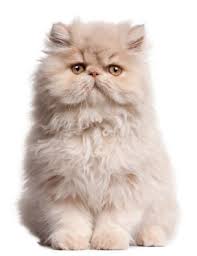 These names were later discarded in favour of the name longhair, although the cats are still commonly called persians in the united states. The Persian Cat Is A Long Haired Breed Of Cat Characterized By Its Round Face And Short Muzzle In Britain It Is Sometimes Called Th Cute Cats Cats Fluffy Cat