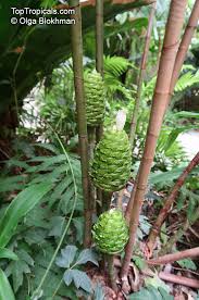 Image result for Costus afer