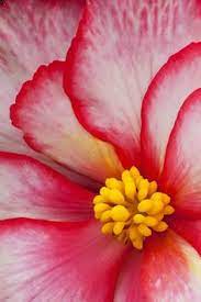 Sign up & unlock 10% off. 30 Flower Close Up Ideas Flower Close Up Beautiful Flowers Pretty Flowers