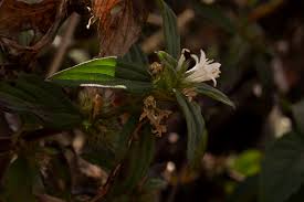 Image result for Spermacoce princeae