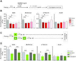 Bemer Therapy Mediated Radiosensitization Depends On