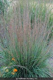 Image result for Schizachyrium brevifolium