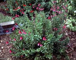 Mirage™ deep purple autumn sage is recommended for the following landscape applications Salvia Greggii Hgtv