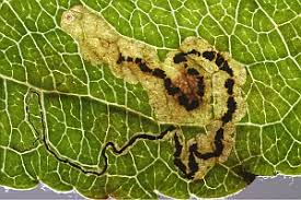 Image result for Stigmella malella