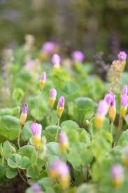 Image result for Oxalis depressa