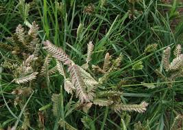 Image result for Eleusine africana