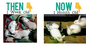 By about a week they have a coat and may hop about a little. 1 Week Vs 1 Month Old Baby Rabbit Rabbit Kitten Growth All About Pets Youtube