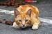 Fluffy Orange Tabby Cat