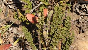 Image result for Cheilanthes angustifrondosa