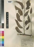 Image result for Tapinanthus constrictiflorus