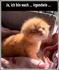 Pin Von Birgit Kiefer Auf G Morgen M Tiere In 2020 Guten Morgen Katze Baby Katzen Guten Morgen Lustig