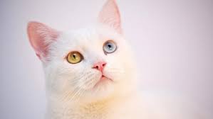 Hewan jinak sekali pun bisa menyerang manusia jika tidak dibiasakan hidup bersama manusia, tidak hanya hewan buas. 10 Jenis Kucing Termahal Di Dunia Berapa Harganya Bisnis Liputan6 Com