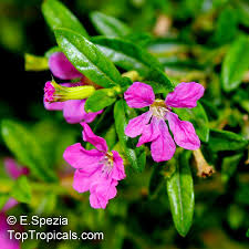 Image result for Cuphea hyssopifolia