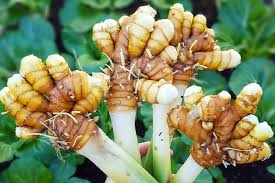 Kasturi Manjal/Wild Turmeric Is The Best Skin Care For Face & Body | H |  Soundaryah