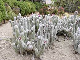 Dear friends of cacti, thank you for visiting little gerardo´s nursery website. Cactus Nurseries