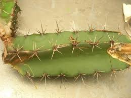 Si tienes tu planta en. Multiplicacion De Cactus Por Esquejes