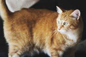 Now if you find your cat is behaving the opposite way, then. Are Cats Autistic Can Cats Have Autism