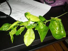 I have 12 citrus trees in the orchard among others of various fruits. What Is Causing Curled Leaves On Different Varieties Of Citrus Gardening Landscaping Stack Exchange