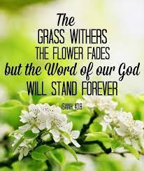 The Living Isaiah 40 8 Nlt The Grass Withers And The