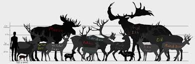Deer Size Chart With Names By Redfirew0lf Deer Animals