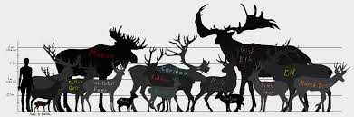 deer size chart with names by redfirew0lf deer animals