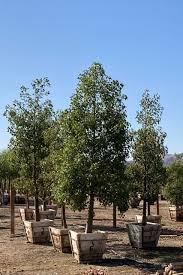 Image result for Brachychiton