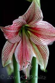 Kaseys Korner Amaryllis Amaryllis Flowers Parts Of A Flower